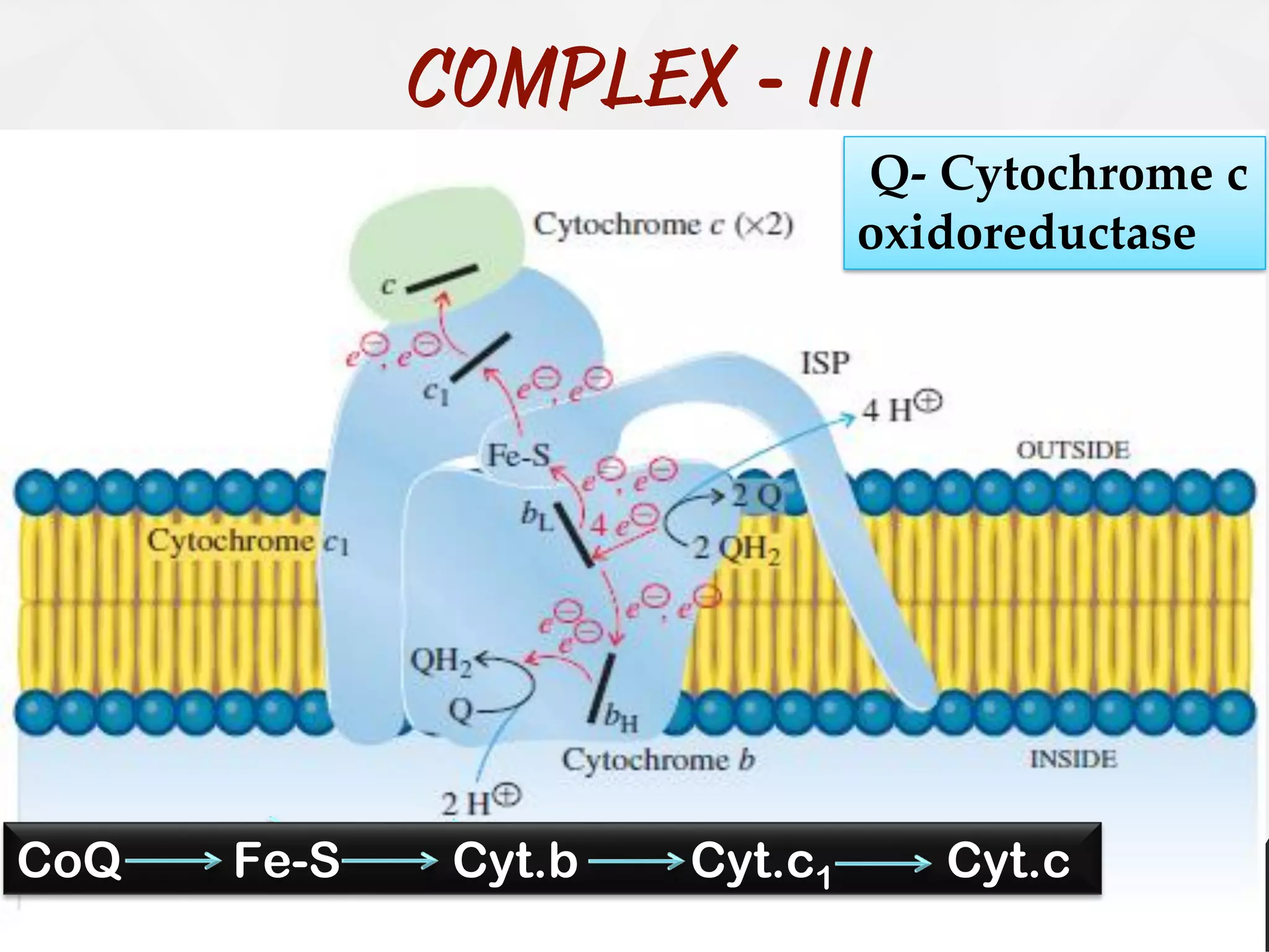 -
CoQ Fe-S Cyt.b Cyt.c1 Cyt.c
Q- Cytochrome c
oxidoreductase
 