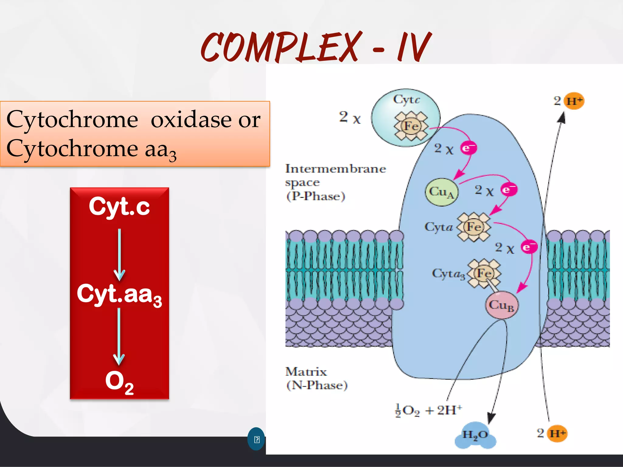 -
Cytochrome oxidase or
Cytochrome aa3
Cyt.c
Cyt.aa3
O2
 