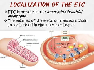 Biological oxidation (part - II) Electron Transport Chain - ETC | PDF