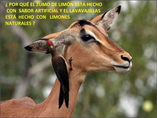 ¿ POR QUÉ EL ZUMO DE LIMÓN ESTA HECHO CON  SABOR ARTIFICIAL Y EL LAVAVAJILLAS ESTÁ  HECHO  CON  LIMONES NATURALES ? 