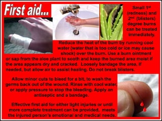 Small 1st
(redness) and
2nd (blisters)
degree burns
can be treated
immediately.
Reduce the heat of the burn by running cool
water (water that is too cold or ice may cause
shock) over the burn. Use a burn ointment
or sap from the aloe plant to sooth and keep the burned area moist if
the area appears dry and cracked. Loosely bandage the area, if
needed, but allow air to assist healing. Do not break blisters.
Effective first aid for either light injuries or until
more complete treatment can be provided, meets
the injured person’s emotional and medical needs.
Allow minor cuts to bleed for a bit, to wash the
germs back out of the wound. Rinse with cool water,
or apply pressure to stop the bleeding. Apply an
antiseptic and a bandage.
 