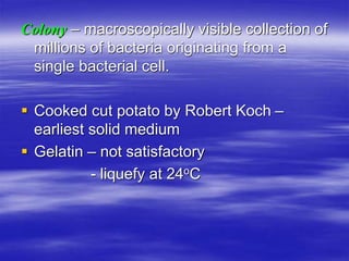 Colony – macroscopically visible collection of
millions of bacteria originating from a
single bacterial cell.
 Cooked cut...