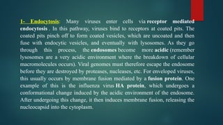 1- Endocytosis: Many viruses enter cells via receptor mediated
endocytosis . In this pathway, viruses bind to receptors at coated pits. The
coated pits pinch off to form coated vesicles, which are uncoated and then
fuse with endocytic vesicles, and eventually with lysosomes. As they go
through this process, the endosomes become more acidic (remember
lysosomes are a very acidic environment where the breakdown of cellular
macromolecules occurs). Viral genomes must therefore escape the endosome
before they are destroyed by proteases, nucleases, etc. For enveloped viruses,
this usually occurs by membrane fusion mediated by a fusion protein. One
example of this is the influenza virus HA protein, which undergoes a
conformational change induced by the acidic environment of the endosome.
After undergoing this change, it then induces membrane fusion, releasing the
nucleocapsid into the cytoplasm.
 