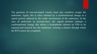 The genomes of non-enveloped viruses must also somehow escape the
endosome. Again, this is often initiated by a conformational change in a
capsid protein induced by the acidic environment of the endosome. In the
case of poliovirus (a picornavirus), the capsid proteins undergo a
conformational change that allows a hydrophobic domain on VP4 to be
exposed and inserted into the membrane, forming a channel through which
the RNA enters the cytoplasm.
 