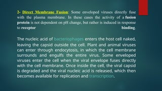 2- Direct Membrane Fusion: Some enveloped viruses directly fuse
with the plasma membrane. In these cases the activity of a fusion
protein is not dependent on pH change, but rather is induced in response
to receptor binding.
The nucleic acid of bacteriophages enters the host cell naked,
leaving the capsid outside the cell. Plant and animal viruses
can enter through endocytosis, in which the cell membrane
surrounds and engulfs the entire virus. Some enveloped
viruses enter the cell when the viral envelope fuses directly
with the cell membrane. Once inside the cell, the viral capsid
is degraded and the viral nucleic acid is released, which then
becomes available for replication and transcription.
 