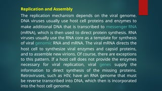 Replication and Assembly
The replication mechanism depends on the viral genome.
DNA viruses usually use host cell proteins and enzymes to
make additional DNA that is transcribed to messenger RNA
(mRNA), which is then used to direct protein synthesis. RNA
viruses usually use the RNA core as a template for synthesis
of viral genomic RNA and mRNA. The viral mRNA directs the
host cell to synthesize viral enzymes and capsid proteins,
and to assemble new virions. Of course, there are exceptions
to this pattern. If a host cell does not provide the enzymes
necessary for viral replication, viral genes supply the
information to direct synthesis of the missing proteins.
Retroviruses, such as HIV, have an RNA genome that must
be reverse transcribed into DNA, which then is incorporated
into the host cell genome.
 