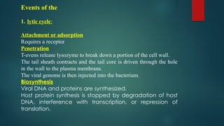 Events of the
1. lytic cycle:
Attachment or adsorption
Requires a receptor
Penetration
T-evens release lysozyme to break down a portion of the cell wall.
The tail sheath contracts and the tail core is driven through the hole
in the wall to the plasma membrane.
The viral genome is then injected into the bacterium.
Biosynthesis
Viral DNA and proteins are synthesized.
Host protein synthesis is stopped by degradation of host
DNA, interference with transcription, or repression of
translation.
 
