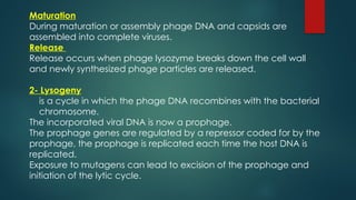 Maturation
During maturation or assembly phage DNA and capsids are
assembled into complete viruses.
Release
Release occurs when phage lysozyme breaks down the cell wall
and newly synthesized phage particles are released.
2- Lysogeny
is a cycle in which the phage DNA recombines with the bacterial
chromosome.
The incorporated viral DNA is now a prophage.
The prophage genes are regulated by a repressor coded for by the
prophage, the prophage is replicated each time the host DNA is
replicated.
Exposure to mutagens can lead to excision of the prophage and
initiation of the lytic cycle.
 