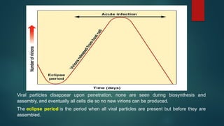 Viral particles disappear upon penetration, none are seen during biosynthesis and
assembly, and eventually all cells die so no new virions can be produced.
The eclipse period is the period when all viral particles are present but before they are
assembled.
 