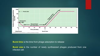 Burst time is the time from phage adsorption to release.
Burst size is the number of newly synthesized phages produced from one
infected cell.
 