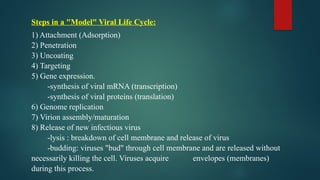 Steps in a "Model" Viral Life Cycle:
1) Attachment (Adsorption)
2) Penetration
3) Uncoating
4) Targeting
5) Gene expression.
-synthesis of viral mRNA (transcription)
-synthesis of viral proteins (translation)
6) Genome replication
7) Virion assembly/maturation
8) Release of new infectious virus
-lysis : breakdown of cell membrane and release of virus
-budding: viruses "bud" through cell membrane and are released without
necessarily killing the cell. Viruses acquire envelopes (membranes)
during this process.
 