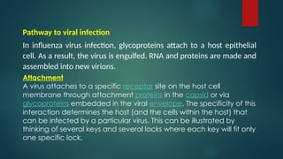 Pathway to viral infection
In influenza virus infection, glycoproteins attach to a host epithelial
cell. As a result, the virus is engulfed. RNA and proteins are made and
assembled into new virions.
Attachment
A virus attaches to a specific receptor site on the host cell
membrane through attachment proteins in the capsid or via
glycoproteins embedded in the viral envelope. The specificity of this
interaction determines the host (and the cells within the host) that
can be infected by a particular virus. This can be illustrated by
thinking of several keys and several locks where each key will fit only
one specific lock.
 