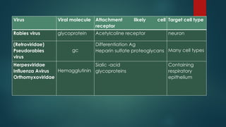 Virus Viral molecule Attachment likely cell
receptor
Target cell type
Rabies virus glycoprotein Acetylcoline receptor neuron
(Retroviridae)
Pseudorabies
virus
gc
Differentiation Ag
Heparin sulfate proteoglycans Many cell types
Herpesviridae
Influenza Avirus
Orthomyxoviridae
Hemagglutinin
Sialic -acid
glycoproteins
Containing
respiratory
epithelium
 