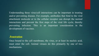 Understanding these virus/cell interactions can be important in treating
and/or preventing disease. For example, antibodies that bind to the viral
attachment molecule or to the cellular receptor can disrupt the normal
interactions and prevent the first steps of the viral life cycle, thereby
preventing infection. This is an important consideration in the
development of vaccines.
Penetration:
Once bound to the cell membrane, the virus, or at least its nucleic acid,
must enter the cell. Animal viruses do this primarily by one of two
mechanisms.
 