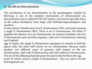 (i) XX-XO sex determination
The mechanism of sex determination in the grasshoppers studied by
McClung is one of the simplest mechanisms of chromosomal sex
determination and is called the XX-XO system. and insects specially those
of the orders Hemiptera (true bugs) and Orthoptera(grasshoppers and
roaches).
In this system, females have two X chromosomes (XX), and males possess
a single X chromosome (XO). There is no O chromosome; the letter O
signifies the absence of a sex chromosome. In meiosis in females, the two
X chromosomes pair and then separate, with one X chromosome entering
each haploid
egg. In males, the single X chromosome segregates in meiosis to half the
sperm cells; the other half receive no sex chromosome. Because males
produce two different types of gametes with respect to the sex
chromosomes, half with X chromosome and half without X chromosome.
The sex of the offspring depends upon the sperm that fertilizes the egg
(each of which carries a single X chromosome). they are said to be the
heterogametic sex.
 