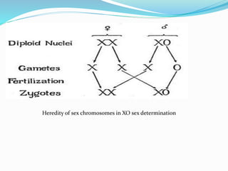 Heredity of sex chromosomes in XO sex determination
 