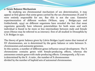 2- Genic Balance Mechanism
By studying sex chromosomal mechanism of sex determination, it may
appear at first glance that some genes carried by the sex chromosomes (X and Y)
were entirely responsible for sex. But this is not the case. Extensive
experimentation of different workers (Wilson, 1909 ; Bridges,1921 and
Goldschmidt, 1934) on different organisms have revealed the fact that most
organisms generally have inherent potentialities for both sexes and each
individual is found to be more or less intermediate between male and female
sexes (Hence may be referred to as intersex). first of all studied in Drosophila by
C.B. Bridges in 1921.
The theory of genic balance given by Calvin Bridges (1926) states that instead of
XY chromosomes, sex is determined by the genic balance or ratio between X-
chromosomes and autosome genomes.
In this system, a number of different genes influence sexual development. The X
chromosome contains genes with female-producing effects, whereas the
autosomes contain genes with male-producing effects. Consequently, a fly’s sex
is determined by the X : A ratio , the number of X chromosomes
divided by the number of haploid sets of autosomal chromosomes
 