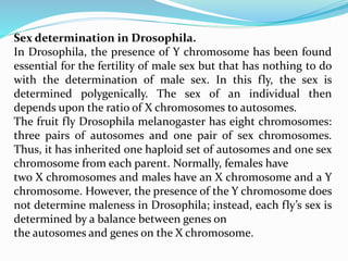 Sex determination in Drosophila.
In Drosophila, the presence of Y chromosome has been found
essential for the fertility of male sex but that has nothing to do
with the determination of male sex. In this fly, the sex is
determined polygenically. The sex of an individual then
depends upon the ratio of X chromosomes to autosomes.
The fruit fly Drosophila melanogaster has eight chromosomes:
three pairs of autosomes and one pair of sex chromosomes.
Thus, it has inherited one haploid set of autosomes and one sex
chromosome from each parent. Normally, females have
two X chromosomes and males have an X chromosome and a Y
chromosome. However, the presence of the Y chromosome does
not determine maleness in Drosophila; instead, each fly’s sex is
determined by a balance between genes on
the autosomes and genes on the X chromosome.
 