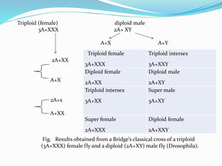 Triploid (female) diploid male
3A+XXX 2A+ XY
A+X A+Y
Triploid female
3A+XXX
Triploid intersex
3A+XXY
Diploid female
2A+XX
Diploid male
2A+XY
Triploid intersex
3A+XX
Super male
3A+XY
Super female
2A+XXX
Diploid female
2A+XXY
2A+XX
A+X
2A+x
A+XX
Fig. Results obtained from a Bridge’s classical cross of a triploid
(3A+XXX) female fly and a diploid (2A+XY) male fly (Drosophila).
 