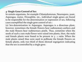 4- Single Gene Control of Sex
In certain organisms, for example Chlamydomonas, Neurospora, yeast,
Asparagus, maize, Drosophila, etc., individual single genes are found
to be responsible for the determination or expression of sex, following
cases exemplified the single gene control of sex :
(a) Sex-determination in Asparagus. Asparagus is a dioecious plant,
however, sometimes the female flowers bear rudimentary anthers and
the male flowers bear rudimentary pistils. Thus, sometime when the
seeds of such a rare male flower were raised into plants, then, the male
and female plants were found to be present in 3 : 1 ratio. When the
male plants raised thus were used to pollinate the female flowers on
female plants, only two third of them showed segregation indicating
that the sex is controlled by a single gene.
 