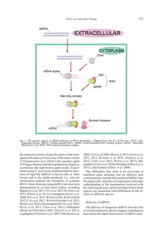 the expression levels of specific genes in the hem-
ipteran Rhodnius prolixus (one of the main vectors
of Trypanosoma cruzi, which is the causative agent
of Chagas disease) and the lepidopteran Epiphyas
postvittana (the light brown apple moth). Experi-
ments using E. postvittana demonstrated the pres-
ence of ingested dsRNA in larval cells or other
tissues and in the adults produced, i.e., oral ad-
ministration induced the formation of systemic
RNAi. Gene silencing using dsRNA has also been
demonstrated in several insect orders, including
Diptera (LI et al. 2011; COY et al. 2012; KUMAR et al.
2013; SINGH et al. 2013), Coleoptera (ZHAO et al.
2008; ZHU et al. 2011; RANGASAMY & SIEGFRIED
2012; CAO et al. 2012; RAMASESHADRI et al. 2013;
WANG etal.2013),Hymenoptera(WANG etal.2010;
HUNT et al. 2011; CHOI et al. 2012), Orthoptera
(DONG & FRIEDRICH 2005; ZHANG et al. 2011),
Lepidoptera (TERENIUS et al. 2007; GRIEBLER et al.
2008;TIANetal.2009;MAO etal.2011;GONG etal.
2011, 2013; KUMAR et al. 2012; ASOKAN et al.
2012; TANG et al. 2012; WANG et al. 2013), Ho-
moptera(CHEN etal.2010),Hemiptera(ROSA etal.
2012), and Isoptera (ZHOU et al. 2008).
The difficulties that need to be overcome to
transform gene silencing into an effective pest
control practice include the transfer of dsRNA into
the target cells, selection of target genes, a broader
understanding of the mechanisms involved with
the silencing process, and knowledge of how these
aspects are associated with differences in the ef-
fects on different species.
Delivery of dsRNA
The delivery of exogenous dsRNA into the cells
of several eukaryotic species triggers a mechanism
that causes the rapid inactivation of mRNA mole-
RNAi: An Arms Race Strategy 337
Fig. 1. The general aspects of siRNA pathways of RNA interference. Adapted from WILSON & DOUDNA 2013). Ago:
Argonaute protein, dsRNA: Double-stranded RNA, dsRBP: Double-stranded RNA binding protein, mRNA: Messenger
Ribonucleic Acid, RISC: RNA-induced silencing complex.
 