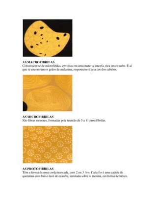 AS MACROFIBRILAS
Constituem-se de microfibilas, envoltas em uma matéria amorfa, rica em enxofre. É aí
que se encontram os grãos de melanina, responsáveis pela cor dos cabelos.

AS MICROFIBRILAS
São fibras menores, formadas pela reunião de 5 a 11 protofibrilas.

AS PROTOFIBRILAS
Têm a forma de uma corda trançada, com 2 ou 3 fios. Cada fio é uma cadeia de
queratina com baixo teor de enxofre, enrolada sobre si mesma, em forma de hélice.

 