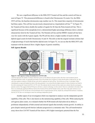15
We saw a significant difference in the HEK-293T Treated cell line and the control cell lines as
seen in Figure 7C. This pronounced difference is found in the Chromosome 18 counts. For, the HEK-
293T cell line, the baseline chromosome copy number was 3n. This meant that a majority of chromosome
had three copies. This cell line was previously characterized as a hypotriploid cell line [12]
. In Figure 7C,
the Treated cell line shows double the number of signals for 4G than the Pulse-treated cell line. This is
significant because at this aneuploidy level, a demonstrated higher percentage difference shows a distinct
characteristic form for the Treated cell line. The Parental cell line and the DMSO- treated cell line have
very few nuclei with the 4 green signals. The P0 cell line shows a higher number of nuclei with the
diploid signal counts for both Chromosome 16 and 18. This tells us that the original resistant colonies had
a high percentage of nuclei that had the diploid count. In Figure 7C, we can see that the HEK-293T cells
treatment with the chemical show a higher degree of genetic instability.
Soft Agarose Results
Another aspect of our investigation which was important to analyze was the independent growth
capability of the cells. This is also known as the metastasizing capability of the cells. While analyzing the
soft agarose plate counts, we evaluated whether the PCB-treated cells had achieved an ability to
proliferate independently of both external and internal signals that normally restrain growth. An ability to
grow despite natural growth barriers indicates progression to a metastatic state. This cell transformation
assay shows how LS174T Treated cell line shows a 96% higher tumorigenic potential than the Not
Figure 8 - Soft Agarose Colony Formation for LS174T Cells-
Each bar represents the number of colonies which have grown on the different soft agarose plates after three week incubation period.
Throughout the three weeks, we repeatedly put media on top of the double layer of agarose to ensure that the plates would not dry out. The
cells were seeded at a density of 50,000 cells per well with six replicates for each cell line. This left the use of four- 6 well plates. When
calculating the average and standard deviation of the data generated, it was noticed that the highest amount of colony formation was found in
the wells containing the Treated with PCB- LS174T cells. This indicates that the treated cell lines made more colonies than the carcinogenic
parental controls. This suggests that the PCB grown cells have a selective advantage over the controls. However, a drawback to this data is that
there is no statistically significant difference between the Treated cell line and the Parental colony count. Due to the small variation we can
conclude that the LS174T cell line has evolved minimally from its original parental cell line, despite the continual PCB treatment. It maintains
that the LS174T due to its carcinogenic nature has anchorage independent growth.
 