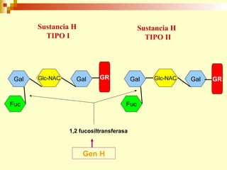 Sustancia H 
TIPO I 
Sustancia H 
TIPO II 
Gal Glc-NAC Gal GR Gal Glc-NAC Gal GR 
Fuc Fuc 
1,2 fucosiltransferasa 
Gen H 
 