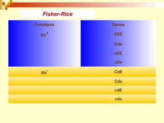Fenotipos Genes 
Rh+ CDE 
Cde 
cDE 
cDe 
Rh- CdE 
Cde 
cdE 
cde 
Fisher-Rice 
 