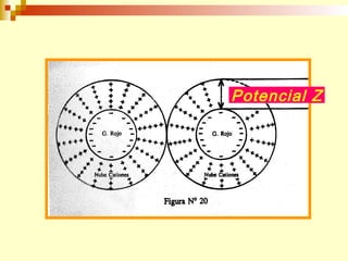 Potencial Z 
 
