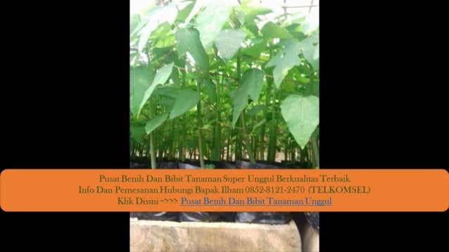 0812.1890.8795 TSel, Dimana Beli Bibit Pepaya Paling Bagus Orange