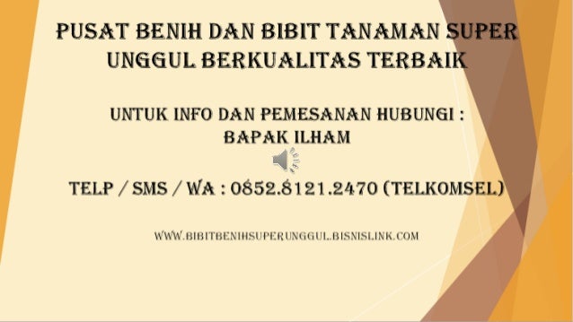 081218908795, Harga Bibit Buah Unggulan Pepaya Bangkok 081218908795, Harga Bibit Buah Unggulan Pepaya Bangkok