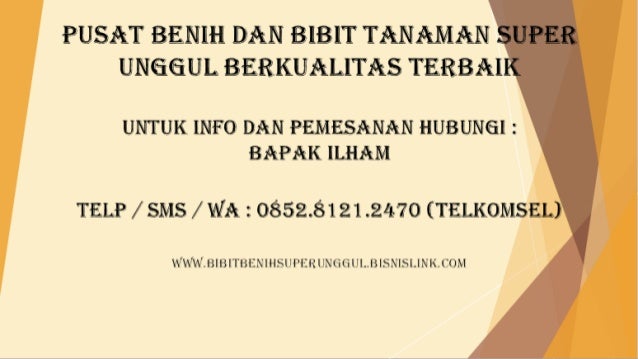 0812 1890 8795 menjual bibit pepaya calina siap tanam 0812 1890 8795 menjual bibit pepaya calina siap tanam