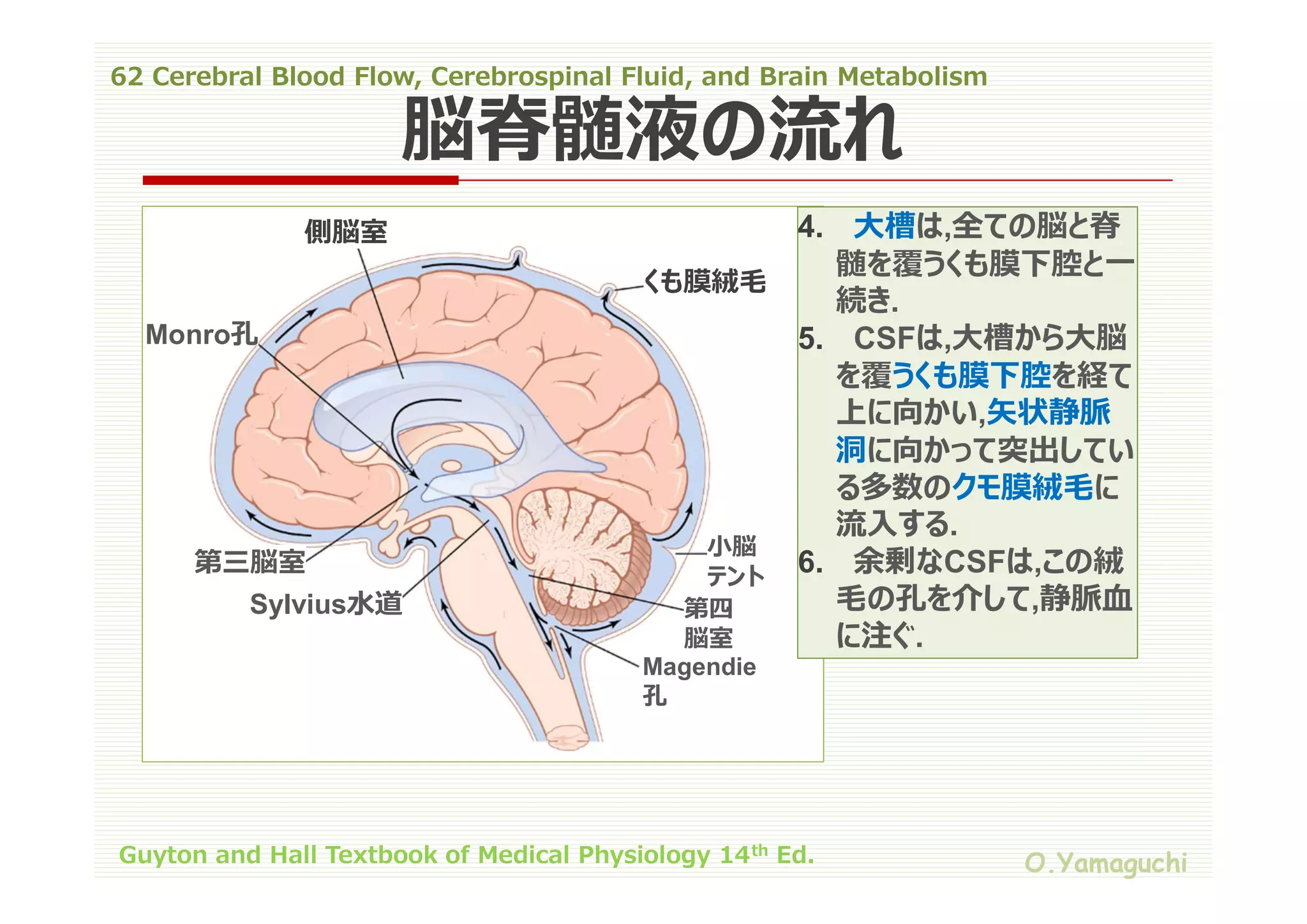 62 cerebral blood flow,cerebrospinal fluid,and brain metabolism | PDF