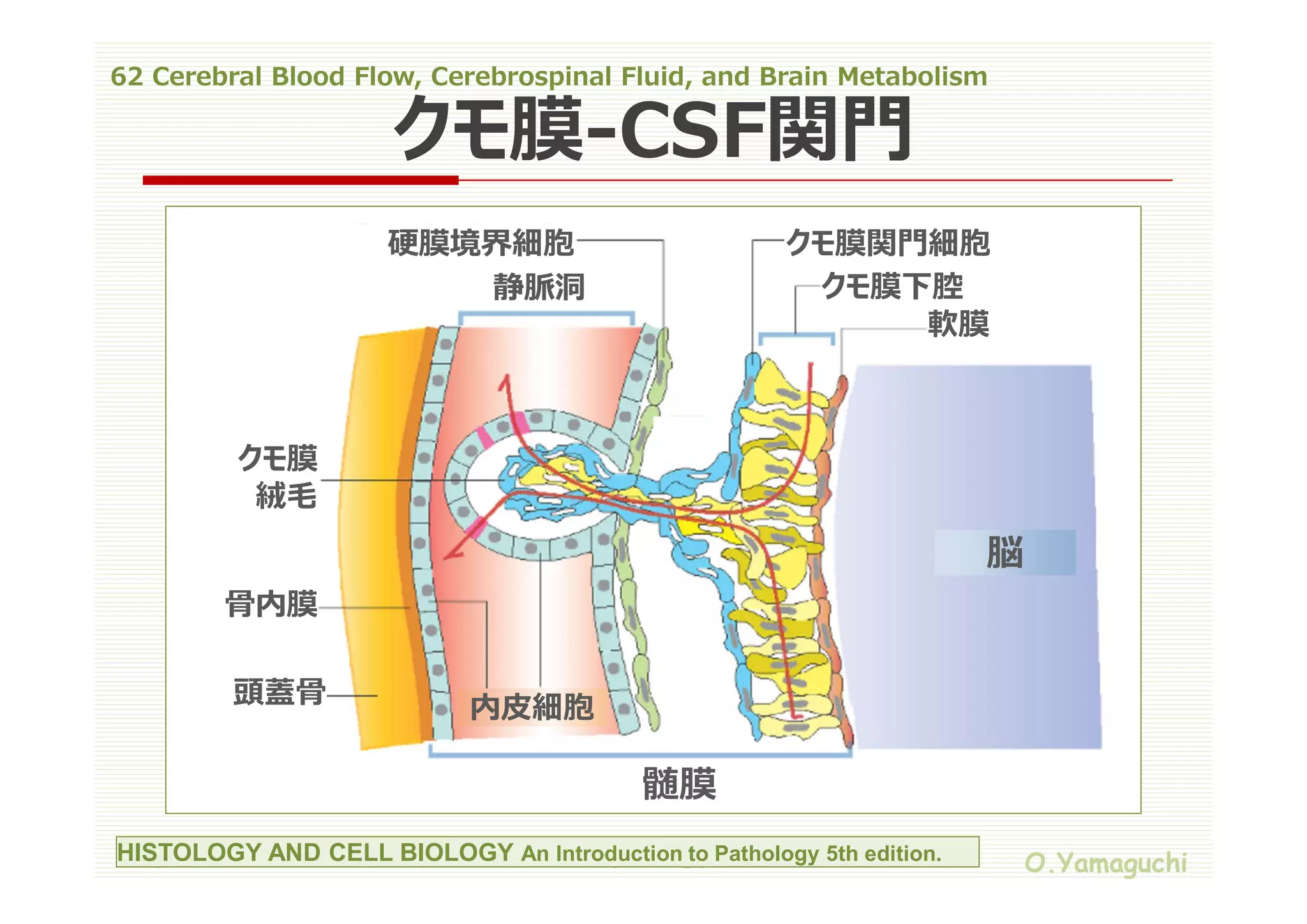 62 cerebral blood flow,cerebrospinal fluid,and brain metabolism | PDF