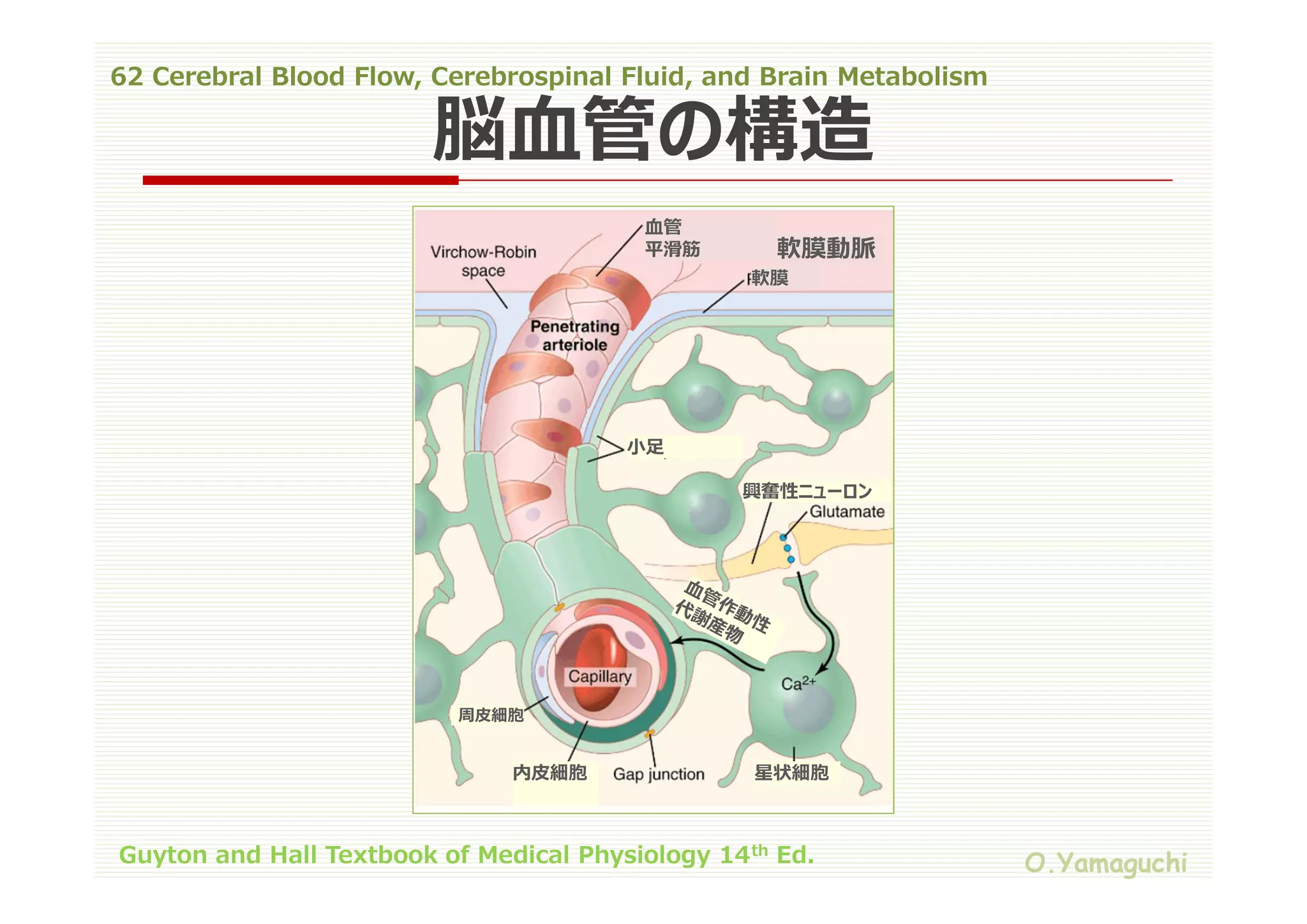 62 cerebral blood flow,cerebrospinal fluid,and brain metabolism | PDF