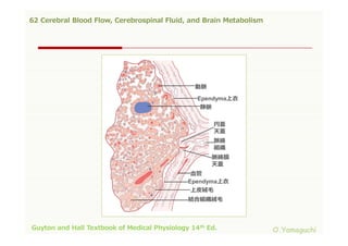 62 cerebral blood flow,cerebrospinal fluid,and brain metabolism | PDF