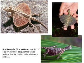 Dragón voador (Draco volans) mide de 19
a 23 cm. Vive nos bosques tropicais do
surleste de Asia, desde a India a Borneo e
Filipinas.
 