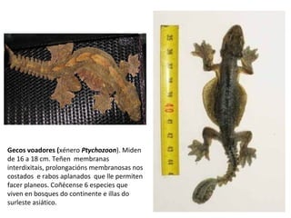 Gecos voadores (xénero Ptychozoon). Miden
de 16 a 18 cm. Teñen membranas
interdixitais, prolongacións membranosas nos
costados e rabos aplanados que lle permiten
facer planeos. Coñécense 6 especies que
viven en bosques do continente e illas do
surleste asiático.
 