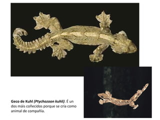 Geco de Kuhl (Ptychozoon kuhli). É un
dos máis coñecidos porque se cría como
animal de compañía.
 
