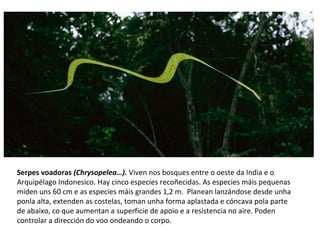 Serpes voadoras (Chrysopelea…). Viven nos bosques entre o oeste da India e o
Arquipélago Indonesico. Hay cinco especies recoñecidas. As especies máis pequenas
miden uns 60 cm e as especies máis grandes 1,2 m. Planean lanzándose desde unha
ponla alta, extenden as costelas, toman unha forma aplastada e cóncava pola parte
de abaixo, co que aumentan a superficie de apoio e a resistencia no aire. Poden
controlar a dirección do voo ondeando o corpo.
 