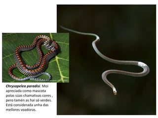 Chrysopelea paradisi. Moi
apreciada como mascota
polas súas chamativas cores ,
pero tamén as hai só verdes.
Está considerada unha das
mellores voadoras.
 