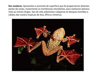 Ras voadoras. Aproveitan o aumento de superficie que lle proporcionan distintas
partes do corpo, maiormente as membranas interdixitais, para realizaren planeos
máis ou menos longos. Son de vida arborícola e atópanse en bosques húmidos e
cálidos das rexións tropicais de Asia, África e América.
 