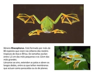 Xénero Rhacophorus. Está formado por máis de
80 especies que viven nas árbores das rexións
tropicais de Asia e África. Os tamaños oscilan
entre 1,5 cm das máis pequenas e os 12cm das
máis grandes.
Lánzanse ao aire, extenden as patas e abren os
longos dedos, entre os que teñen membranas
que actuan como paracaídas ou ás de planeo.
 