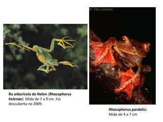 Ra arborícola de Helen (Rhacophorus
helenae). Mide de 7 a 9 cm. Foi
descuberta no 2009.
Rhacophorus pardalis).
Mide de 4 a 7 cm
 