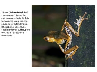 Xénero (Polypedates). Está
formado por 23 especies
que vien no surleste de Asia.
Fan planeos, grazas ao seu
pouco peso, extendendo as
longas patas. Conseguen
desplazamentos curtos, pero
controlan a dirección e a
velocidade.
 