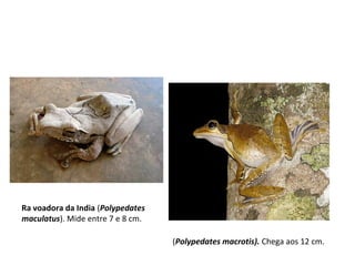 Ra voadora da India (Polypedates
maculatus). Mide entre 7 e 8 cm.
(Polypedates macrotis). Chega aos 12 cm.
 