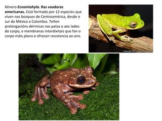 Xénero Ecnomiohyla. Ras voadoras
americanas. Está formado por 12 especies que
viven nos bosques de Centroamérica, desde o
sur de México a Colombia. Teñen
prolongacións dérmicas nas patas e aos lados
do corpo, e membranas interdixitais que fan o
corpo máis plano e ofrecen resistencia ao aire.
 