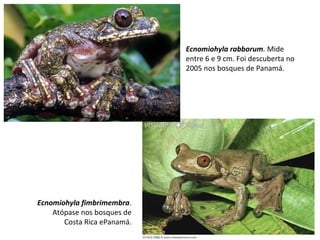 Ecnomiohyla rabborum. Mide
entre 6 e 9 cm. Foi descuberta no
2005 nos bosques de Panamá.
Ecnomiohyla fimbrimembra.
Atópase nos bosques de
Costa Rica ePanamá.
 