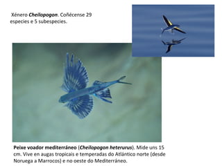 Peixe voador mediterráneo (Cheilopogon heterurus). Mide uns 15
cm. Vive en augas tropicais e temperadas do Atlántico norte (desde
Noruega a Marrocos) e no oeste do Mediterráneo.
Xénero Cheilopogon. Coñécense 29
especies e 5 subespecies.
 